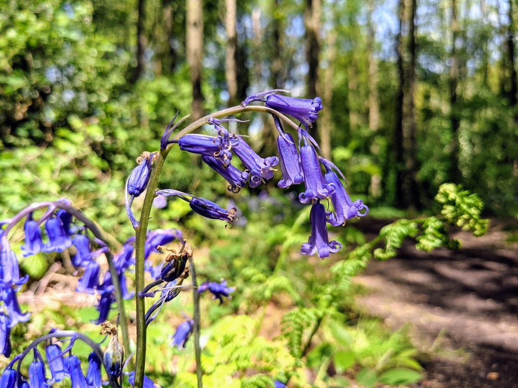 Hill Hook Birmingham & Black Country Wildlife Trust